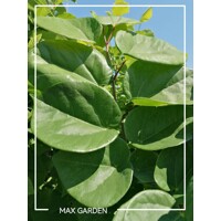 Judášovec ?ínsky  -  Cercis chinensis 'Avondale'  Co15L 100/125