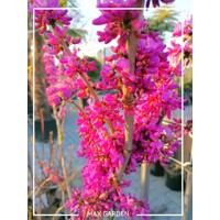 Judášovec ?ínsky  -  Cercis chinensis 'Avondale'  Co15L 100/125