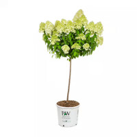 Hydrangea paniculata ´Bobo®´ – hortenzia metlinatá na kmienku | Nízka odroda do záhrady aj črepníka