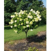 Hydrangea paniculata ´Bobo®´ – hortenzia metlinatá na kmienku | Nízka odroda do záhrady aj črepníka