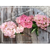 Hydrangea paniculata ´Vanille Fraise´ – hortenzia metlinatá na kmienku | Dvojfarebné kvety