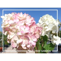 Hydrangea paniculata ´Vanille Fraise´ – hortenzia metlinatá na kmienku | Dvojfarebné kvety