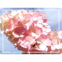 Hydrangea paniculata ´Vanille Fraise´ – hortenzia metlinatá na kmienku | Dvojfarebné kvety