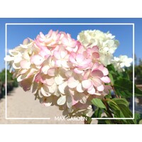 Hydrangea paniculata ´Vanille Fraise´ – hortenzia metlinatá na kmienku | Dvojfarebné kvety