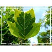 Ľaliovník tulipánokvetý - Liriodendron tulipifera ´Aureomarginatum´ Co18/25L 200/250