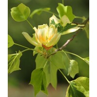 Ľaliovník tulipánokvetý - Liriodendron tulipifera ´Aureomarginatum´ Co18/25L 200/250