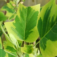 Ľaliovník tulipánokvetý - Liriodendron tulipifera ´Aureomarginatum´ Co18/25L 200/250