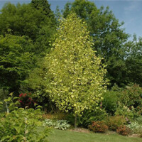 Ľaliovník tulipánokvetý - Liriodendron tulipifera ´Aureomarginatum´ Co18/25L 200/250