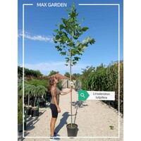Liriodendron tulipifera – ľaliovník tulipánokvetý | Exotický strom s tulipánovými kvetmi
