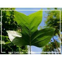 Liriodendron tulipifera – ľaliovník tulipánokvetý | Exotický strom s tulipánovými kvetmi
