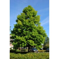 Liriodendron tulipifera – ľaliovník tulipánokvetý | Exotický strom s tulipánovými kvetmi