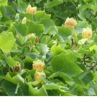 Liriodendron tulipifera – ľaliovník tulipánokvetý | Exotický strom s tulipánovými kvetmi