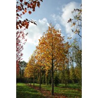 Liriodendron tulipifera – ľaliovník tulipánokvetý  Exotický strom s tulipánovými kvetmi