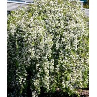 Malus ´Fontana´ – okrasná jabloň na kmienku 120 cm | Bohato kvitnúci strom do záhrady