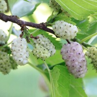 Morus alba ´Eldorado´ – moruša biela | Úrodná odroda so sladkými plodmi