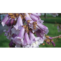 Paulownia tomentosa - 230cm - LEN NA OSOBNÝ ODBER!