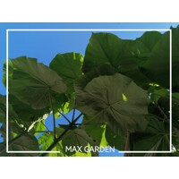Paulownia tomentosa - 230cm - LEN NA OSOBNÝ ODBER!