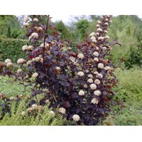 Tavo?a kalinolistá  - Physocarpus opulifolius ´Lady in Red´ Co2,5L