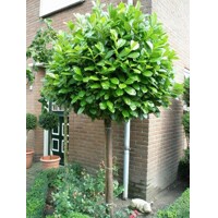 Prunus laurocerasus ´Mano´ – vavrínovec lekársky na kmeni | Kompaktný stálozelený stromček