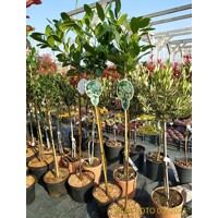 Prunus laurocerasus ´Mano´ – vavrínovec lekársky na kmeni | Kompaktný stálozelený stromček