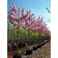 Prunus serrulata ´Kanzan´ – čerešňa pílkatá | Japonská sakura na vysokom kmeni