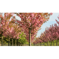 Prunus serrulata ´Kanzan´ – čerešňa pílkatá | Japonská sakura na vysokom kmeni