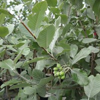 Sorbus aria ´Lutescens´ – jarabina mukyňová | Strom s dekoratívnymi striebristými listami