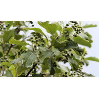 Sorbus aria ´Lutescens´ – jarabina mukyňová | Strom s dekoratívnymi striebristými listami