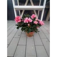 Rododendrón ´Simsii´ – Mix farieb | Azalka izbová | Kvitnúca izbovka