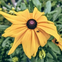 Rudbekia žiarivá  - Rudbeckia fulgida