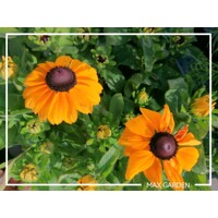 Rudbekia žiarivá  - Rudbeckia fulgida
