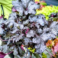 Heuchera ´Black Pearl´ | Koralový zvonček | Čierne listy | Nenáročná trvalka
