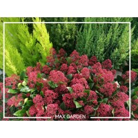 Skimia japonská 'Rubella' | Skimmia japonica | Okrasný krík na zimu | maxgarden.sk