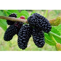 Moruša ?ierna - Morus nigra ´Winton´ - na 150cm kmeni
