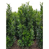 Vavrínovec ´Elly´ | Štíhly Vavrínovec | Prunus laurocerasus Elly | maxgarden.sk