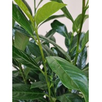 Vavrínovec ´Elly´ | Štíhly Vavrínovec | Prunus laurocerasus Elly | maxgarden.sk