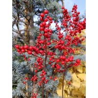 Ilex verticillata – Predaj, cezmína opadavá, červené bobule, zimná dekorácia, mrazuvzdorná