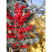 Ilex verticillata – Predaj, cezmína opadavá, červené bobule, zimná dekorácia, mrazuvzdorná