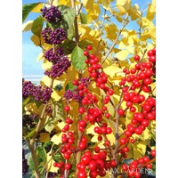Ilex verticillata – Predaj, cezmína opadavá, červené bobule, zimná dekorácia, mrazuvzdorná
