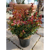 Leucothoe 'Curly Red' – Predaj, kučeravé listy, červená farba zima, kyslomilný ker, vždyzelená