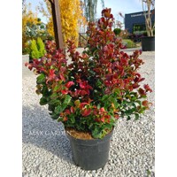 Leucothoe 'Curly Red' – Predaj, kučeravé listy, červená farba zima, kyslomilný ker, vždyzelená