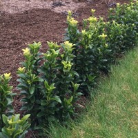 Euonymus japonicus 'Green Spire' – Úzky vždyzelený stĺp pre modernú záhradu
