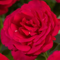 Ruža 'Santana' – Predaj, sýta červená, popínavá, opakovane kvitnúca