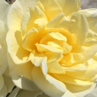 Ruža 'Alister Stella Gray' – Predaj, žltá, opakovane kvitnúca, historická odroda