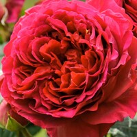 Ruža David Austin Rosso – Predaj, sýta červená, silne voňavá, opakovane kvitnúca