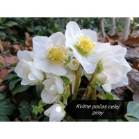 Helleborus Niger 'Christmas Carol' – Posol Vianoc s čistými bielymi kvetmi