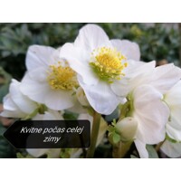 Helleborus Niger 'Christmas Carol' – Posol Vianoc s čistými bielymi kvetmi