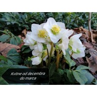 Helleborus Niger 'Christmas Carol' – Posol Vianoc s čistými bielymi kvetmi