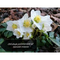 Helleborus Niger 'Christmas Carol' – Posol Vianoc s čistými bielymi kvetmi