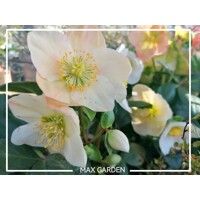 Helleborus Niger 'Christmas Carol' – Posol Vianoc s čistými bielymi kvetmi